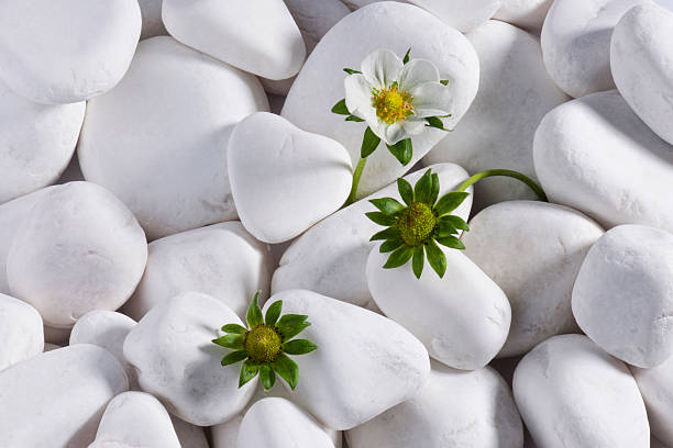 Strawberry Flowers on white pebbles. MORE IMAGES...(you can see links to other categories via my main account page-About Me)