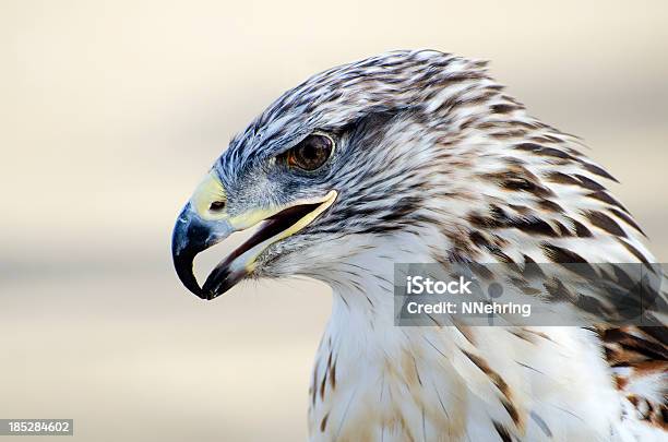 Ferruginous Hawk Buteo Regalis Stock Photo - Download Image Now - Ferruginous Hawk, Animal, Animal Body Part