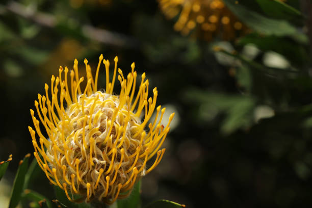 istock Banksia plant in Australia 1852846136