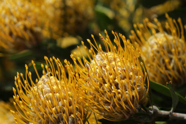 istock Banksia plant in Australia 1852846139
