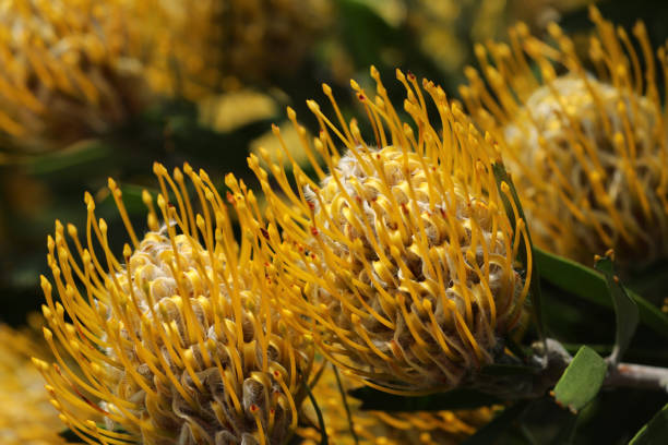 istock Banksia plant in Australia 1852846140