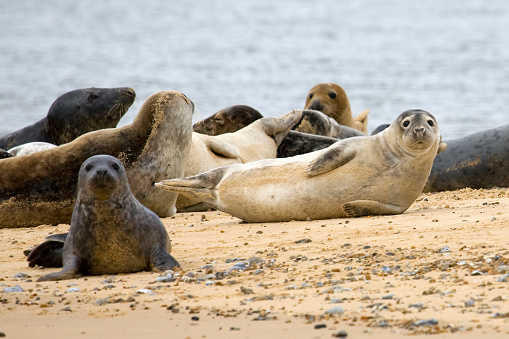 Seals on seashore