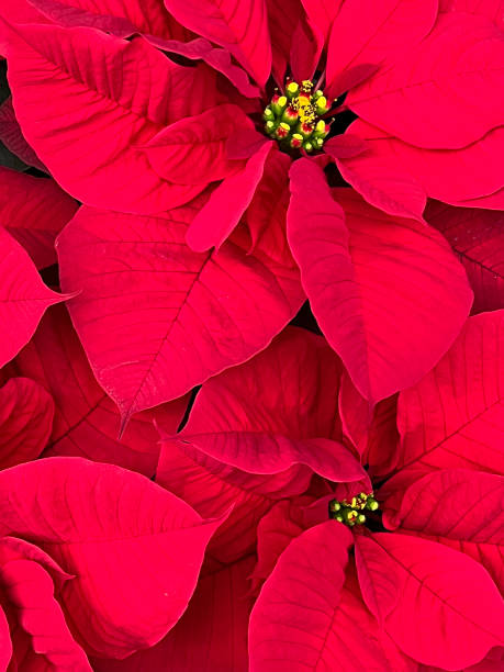 istock Red Poinsettia 1852846651