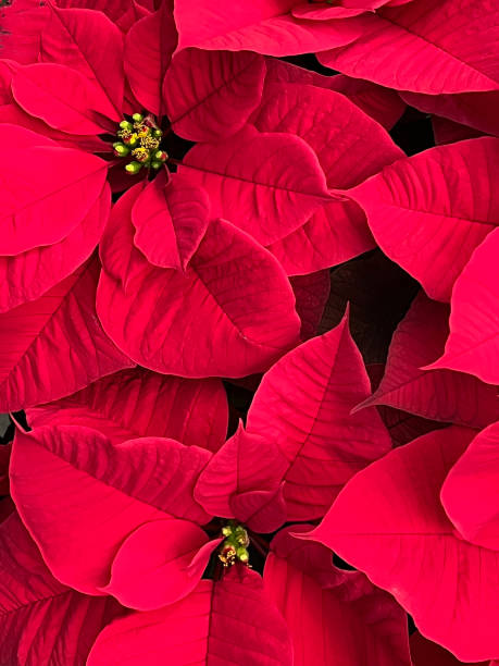 Red Poinsettia
