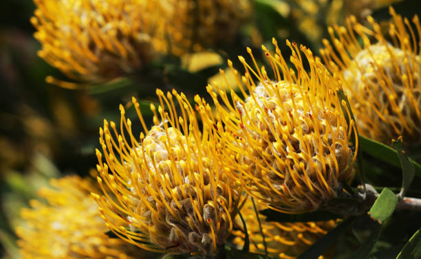 istock Banksia plant in Australia 1852847176