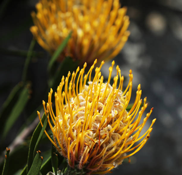 istock Banksia plant in Australia 1852847264