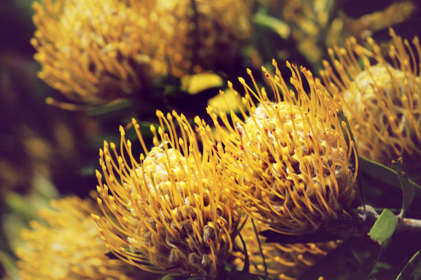 Banksia plant in Australia