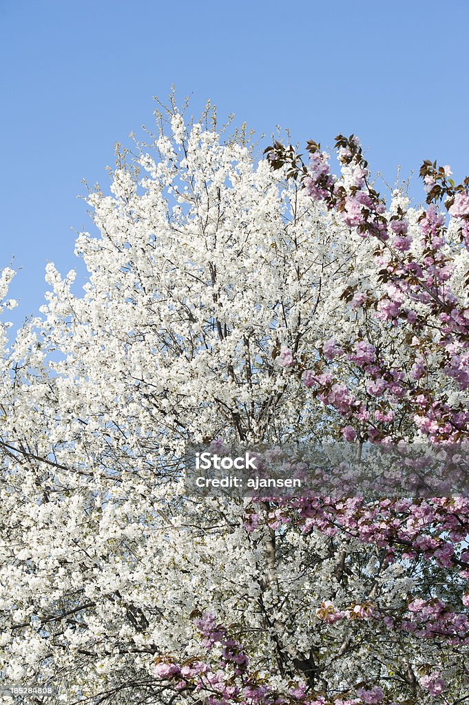 Flor de cerezo en primavera - Foto de stock de Aire libre libre de derechos