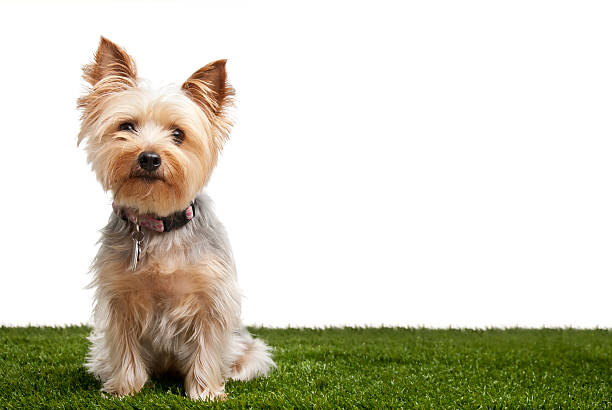 Silky Terrier Silky terrier isolated on white background on green grass.  Please see my portfolio for other dog and animal pictures. yorkshire terrier stock pictures, royalty-free photos & images