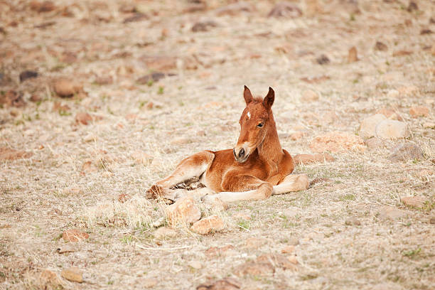 Wild baby horse (foal) in Nevada desert Wild baby horse (foal) in the Nevada desertPlease see my LIGHTBOXES for additional related images: newborn horse stock pictures, royalty-free photos & images