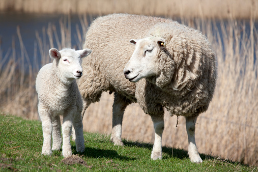 A sheep with lamb