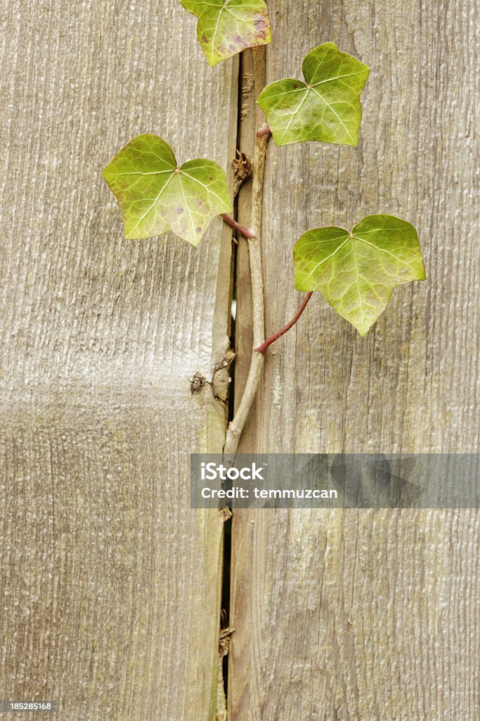 잎 - 로열티 프리 0명 스톡 사진