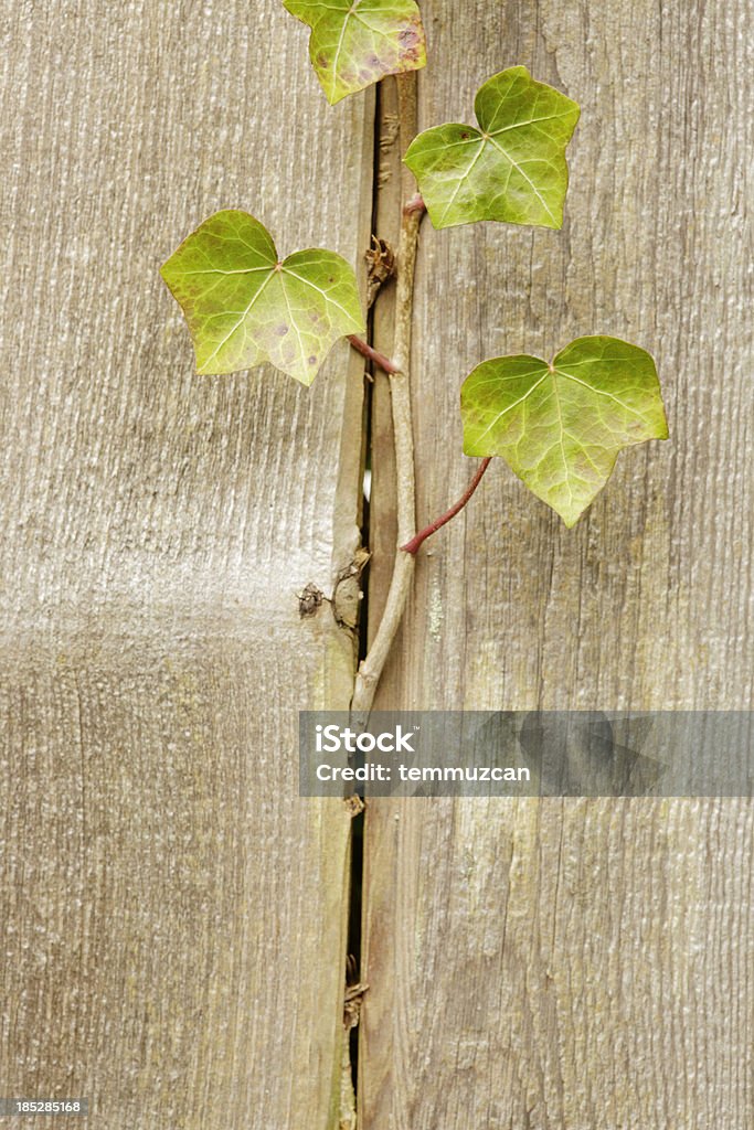 Leaf Ivy climbing up a wooden fence. Abstract Stock Photo