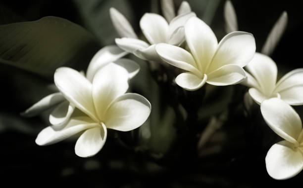 istock Frangipani Plumeria 1852851873