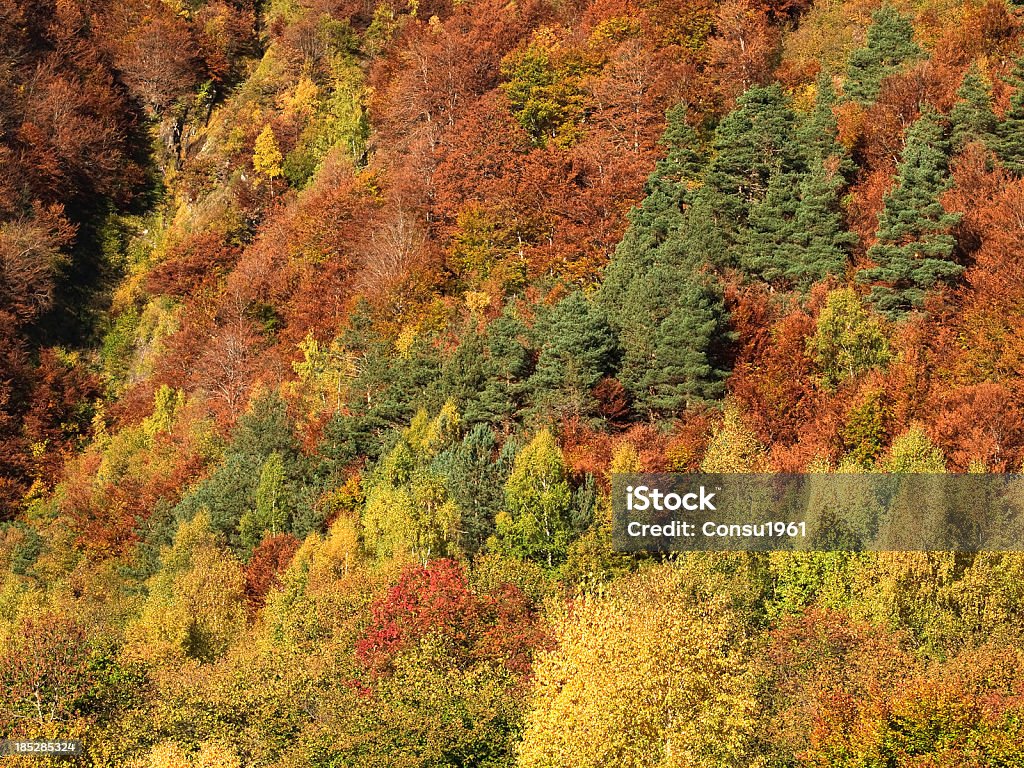 Otoño textura de - Foto de stock de Árbol libre de derechos