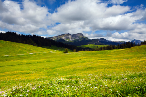 Alpine pastures and mountain flowers