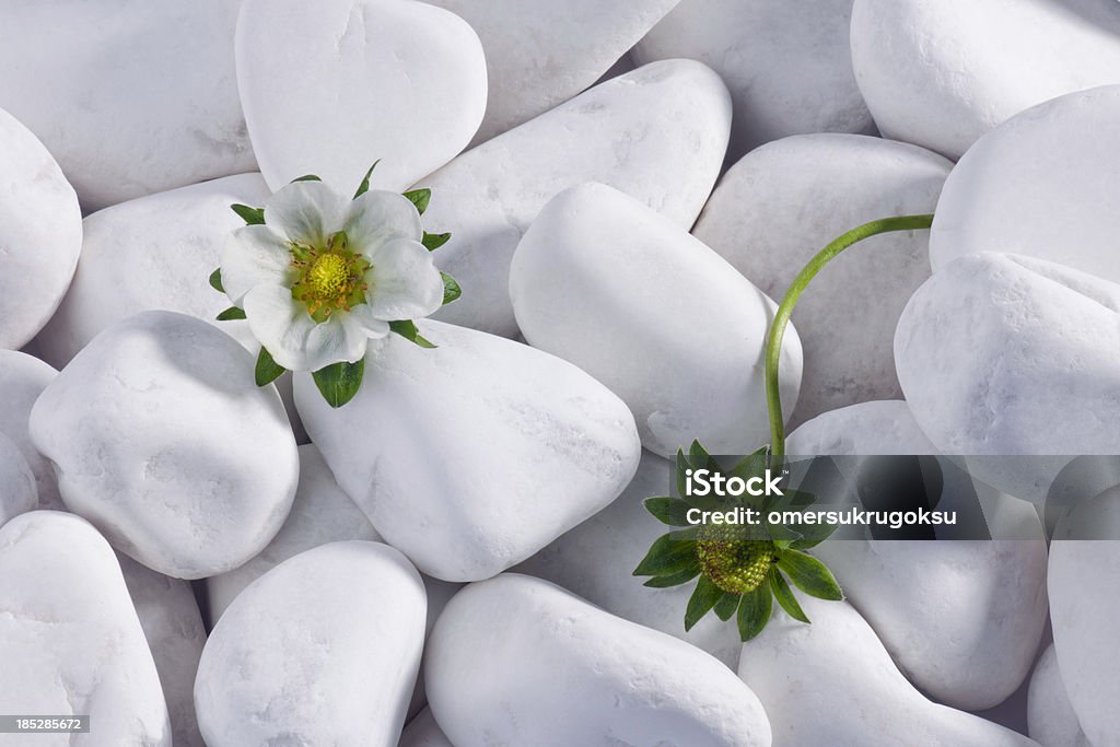 ストロベリーフラワー、ホワイトの小石 - イチゴのロイヤリティフリーストックフォト