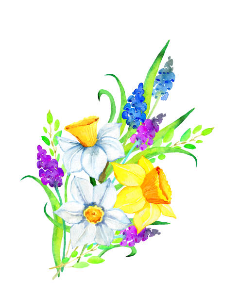 ilustraciones, imágenes clip art, dibujos animados e iconos de stock de ilustraciones de flores acuarela - daffodil flower silhouette butterfly