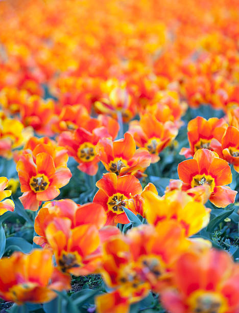 rosso arancione tulipani - star tulip foto e immagini stock