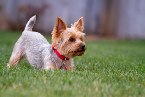 Adorable Yorkshire Terrier in a playful position with ears at attention at something off camera.