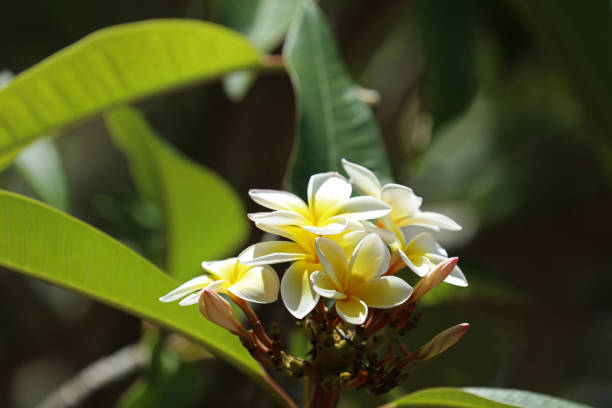 Frangipani Plumeria