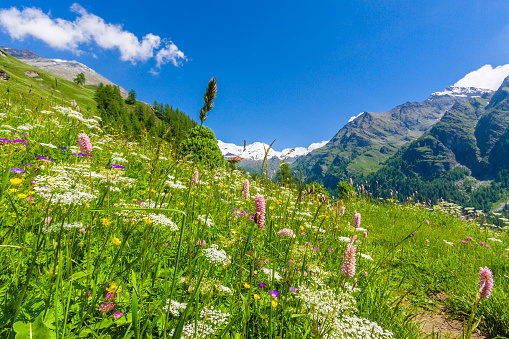 Field covered with spring flowers in the Gressoney Valley, or Lys Valley, one of the several valleys belonging to the Aosta Valley, a mountainous semi-autonomous region in northwestern Italy. The valley is narrow and winding in its initial section, but becomes broad and sunny near its more important villages, Gressoney Saint Jean and La Trinité. It is crossed by the river Lys, which was born from the glacier of Monte Rosa, dominating the final part of the valley. Canon EOS 5D