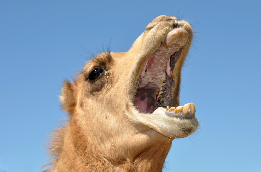 Portrait of a yawning camel.