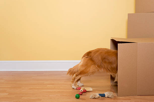 disimballaggio cani giocattoli e ossa da scatole in movimento in casa - dog animal bone dog bone dog food foto e immagini stock