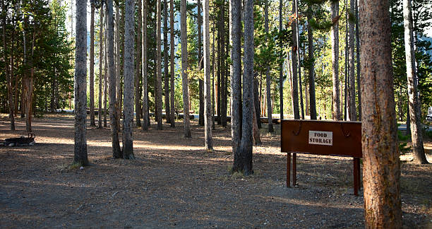 Bear proof food storage box among evergreens in Yellowstone National ParkBear proof food storage box among evergreens in Yellowstone National Park