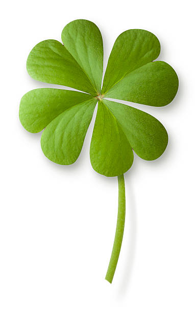 четырёхлистный клевер - four leaf clover clover luck leaf стоковые фото и изображения