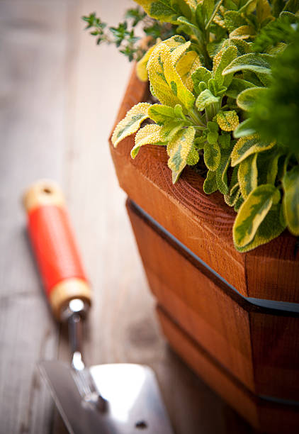 Fresh Herb Garden Herbs in wooden container garden herb crate thyme sage stock pictures, royalty-free photos & images