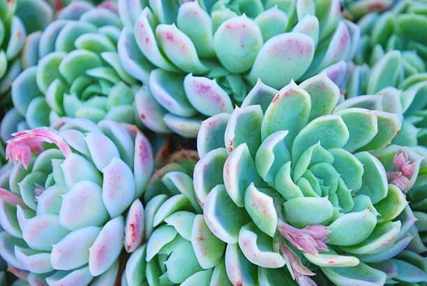 'hens chicks'suculentos y en foco suave - soboliferum fotografías e imágenes de stock