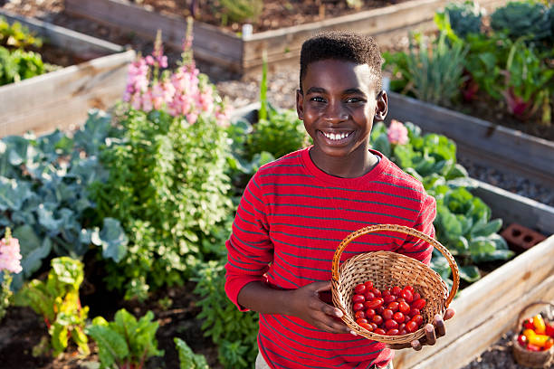 istock Boy holding basket of tomatoes 185286744