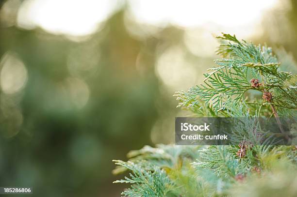 Photo libre de droit de Le Printemps Est Ici banque d'images et plus d'images libres de droit de Aiguille - Partie d'une plante - Aiguille - Partie d'une plante, Arbre, Arbre à feuilles persistantes