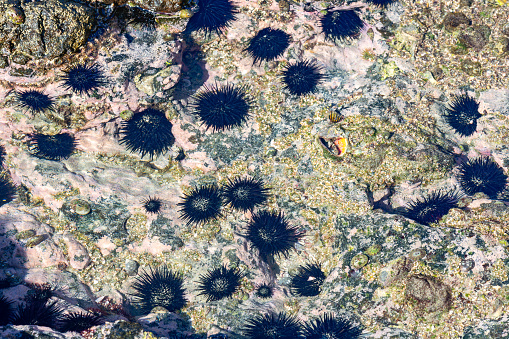 A cluster of sea urchins in a Pacific Ocean tidal pool along the coast of Costa Rica.  Seen through the water.