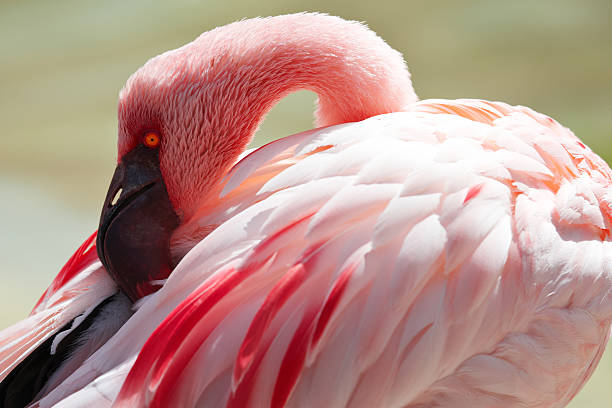 istock Pink flamingo head preening neck 185286856