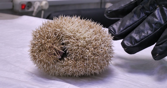 The hedgehog is curled up on the table in the veterinarian's office. The frightened cute hedgehog hid in a ball from the veterinarian. A domestic hedgehog at an appointment with a veterinarian.