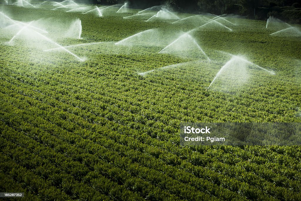 Gicleurs d'arrosage plantes alléchants sur des terres agricoles fertiles - Photo de Agriculture libre de droits