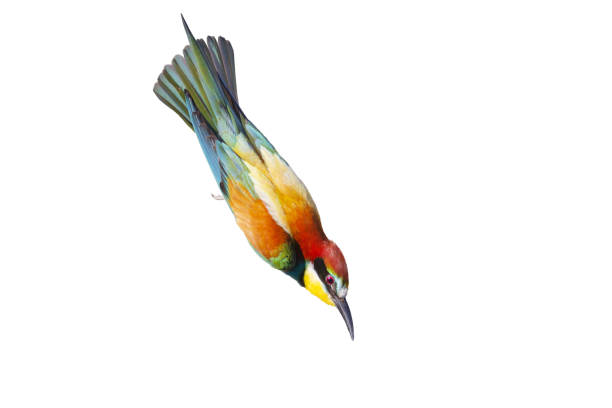 istock colorful bird flies very fast head down 1852879520
