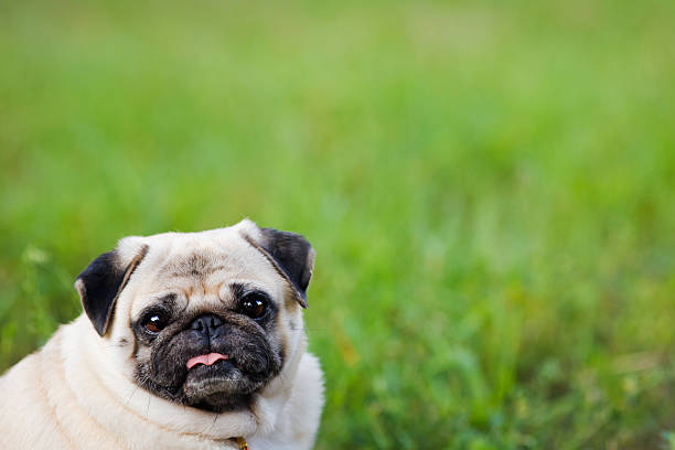 istock Little fat pug in summer park 185287956