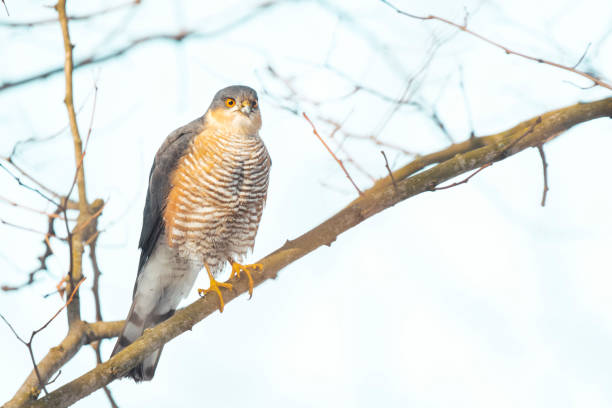 istock hawk sits on a branch waiting for prey 1852880032