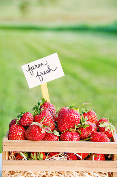 istock Home grown organic strawberries 185288048