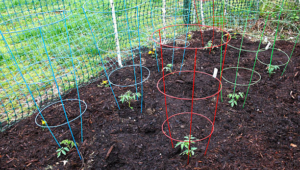 Tomato Cages Colorful tomato cages with young, early spring plantings. Horizontal.-For more spring images, click here.  SPRING  tomato cages stock pictures, royalty-free photos & images