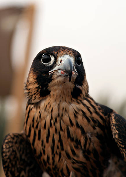 Peregrine Falcon (Falco peregrinus) hunting in UAE desert stock photo