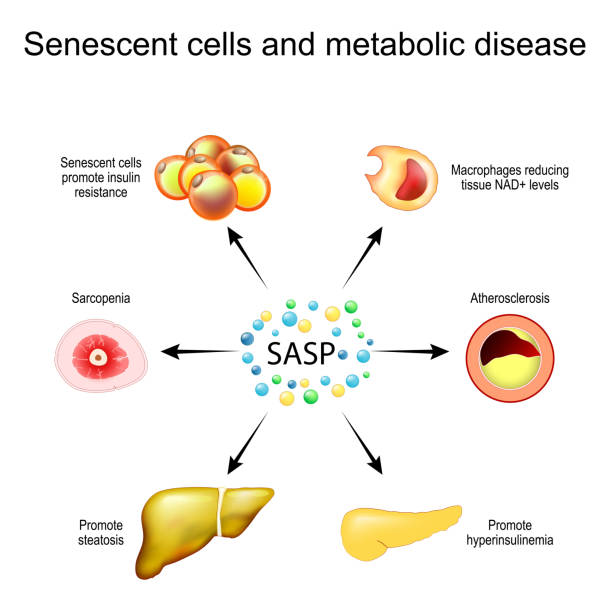 сасп.  стареющие клетки и метаболические заболевания. - secretory product stock illustrations