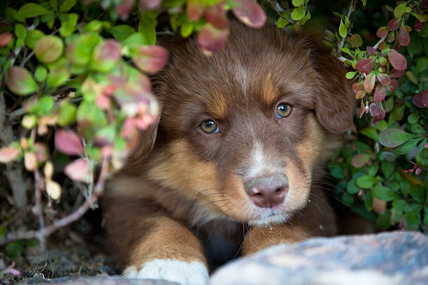 Australian shepherd puppy stock photo