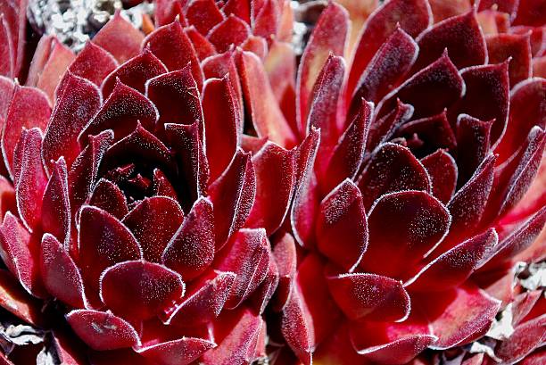 rosso sempervivum fiori - soboliferum foto e immagini stock