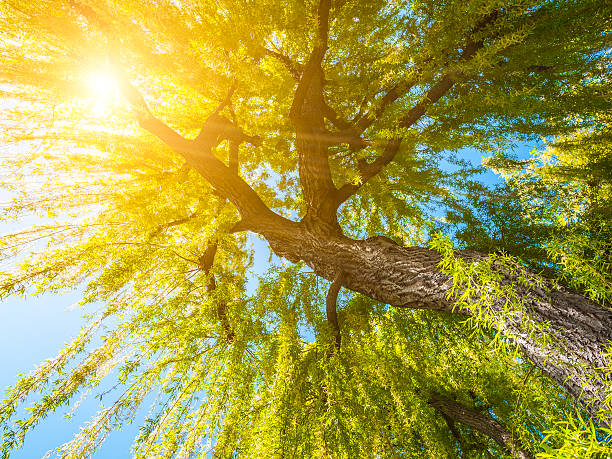 Weeping willow against sun in spring stock photo