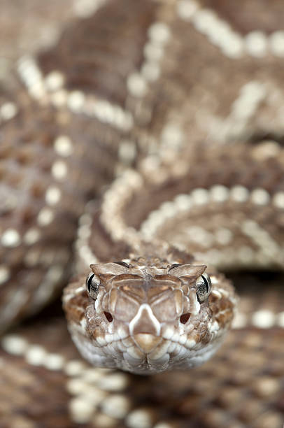 istock South American Rattlesnake 185288818