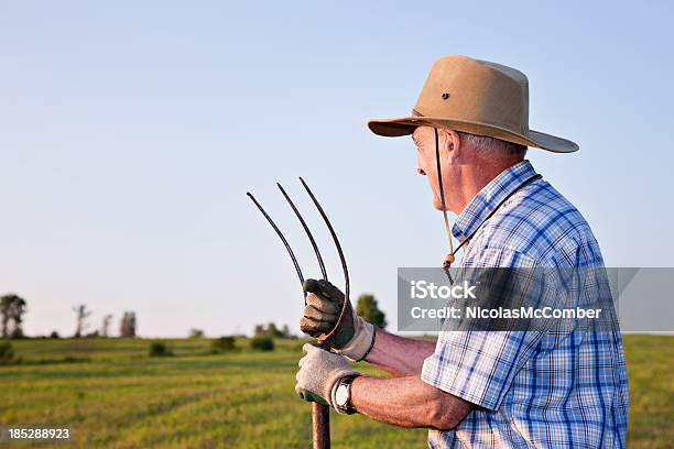 Senior Farmer Looking At His Field Stock Photo - Download Image Now - Farmer, Agricultural Field, Looking Away